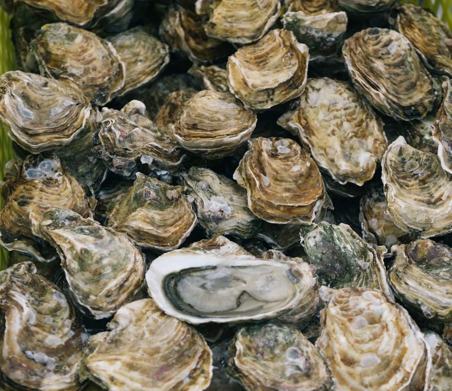 Oysters and zinc-rich shellfish
